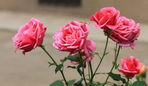 你的育儿经|这些花儿孕妇不要养