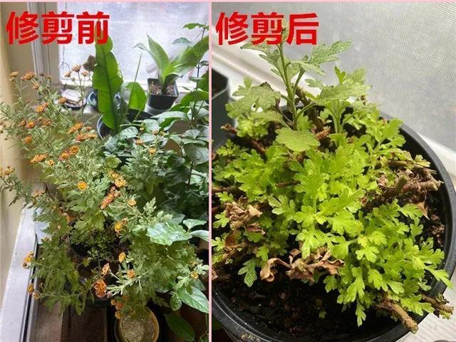 逛花市去捡漏，买了一堆长寿花，拿回来竟然全活了