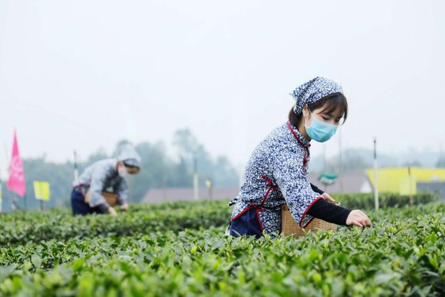 宜宾|提前半月上市价格未涨，吴裕泰牛年首款春茶除夕开卖
