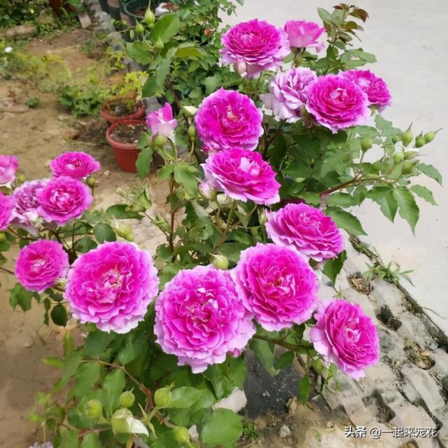 此款盆栽微月，开花似牡丹，四季有花赏，适合阳台党