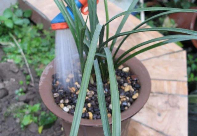 根系|花卉上盆后，什么时候浇定根水？怎样浇？