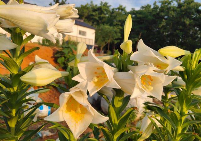 盆栽百合：将6个地方把控到位，开花又大又美、香味还持久