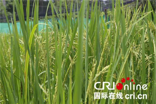杂交水稻在缅甸让亩产翻番 已成为靓丽的中国名片