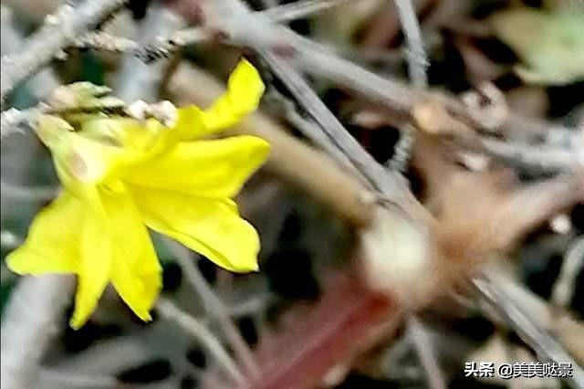 最美丽的二十种花，漂亮极了，赏花好心情