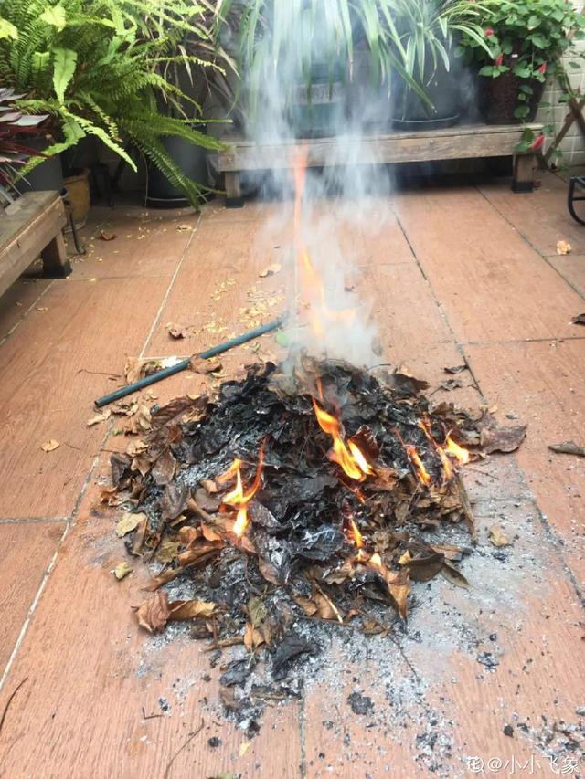 门前不栽竹，门后不留树，老祖宗传下来的养花谚语，特别准