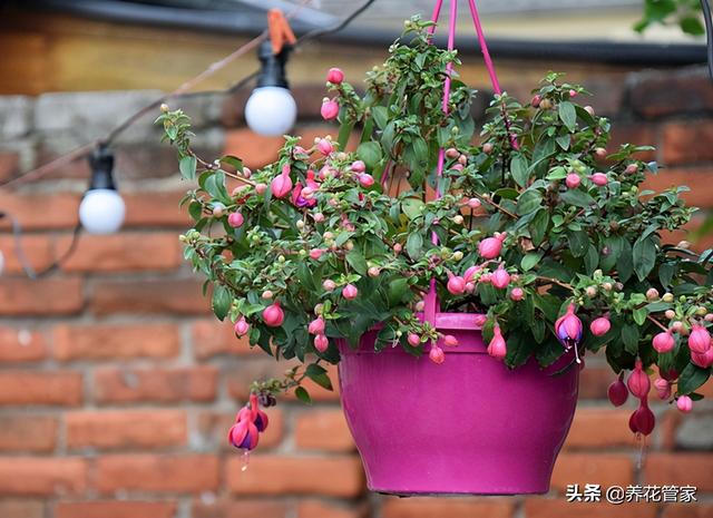 这5种花，冬天养一盆，天寒地冻照样开花