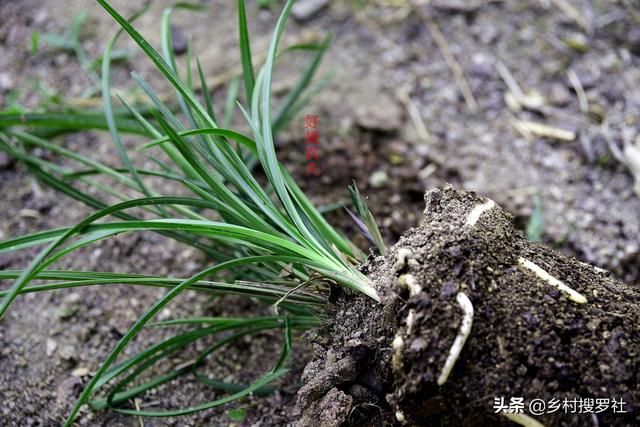 种植兰花为何不用土？原因其实很简单