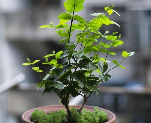 植物烂根并不都是水惹的祸，要多关注这3个细节，才能养得好