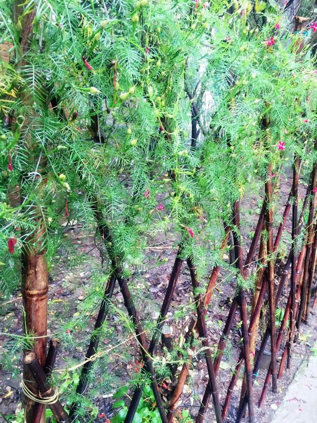 救命！入侵植物爬进院子，三年都杀不完