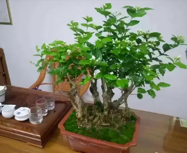 8种植物“冻伤了”就没救了，11月赶紧搬到家里养，看你家有吗