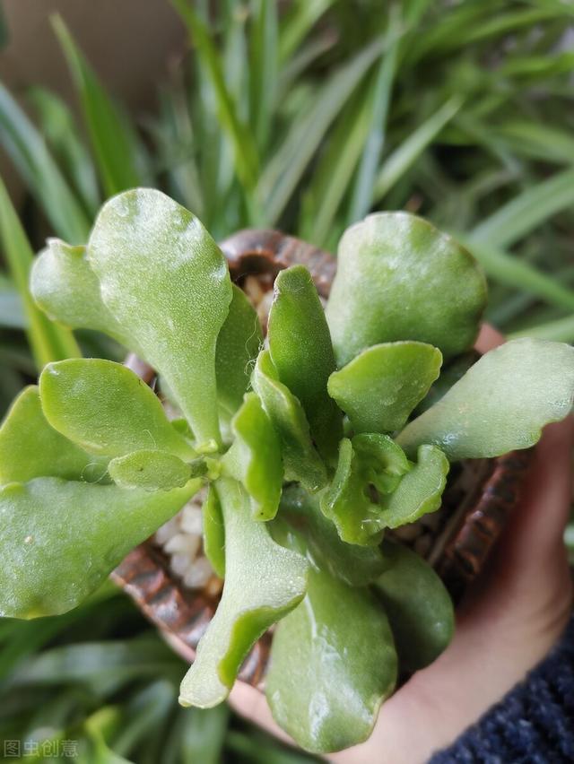 多肉植物繁殖最常用的三个方法，学会一个从此不再买花