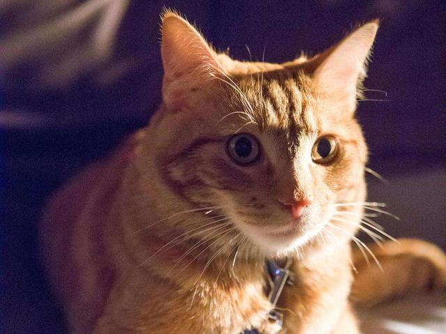 萌萌的小丸子|这部电影有什么魅力，能给你带来教育的启发？