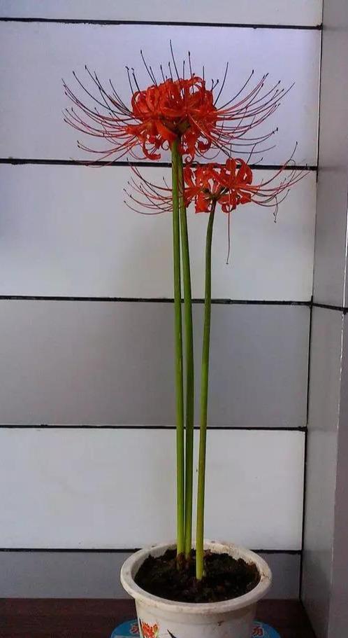 你的育儿经|这些花儿孕妇不要养