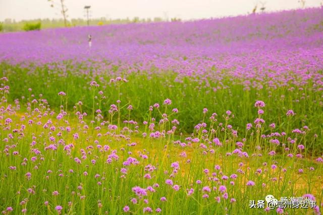 旅行百事通■打卡亳州的“普罗旺斯”，花开美成仙境