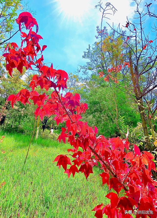 每逢秋节备思君