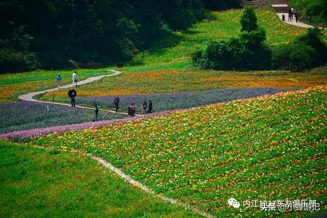 「约吗旅行」春天的泸州花田酒地,绿意盎然,百花盛开