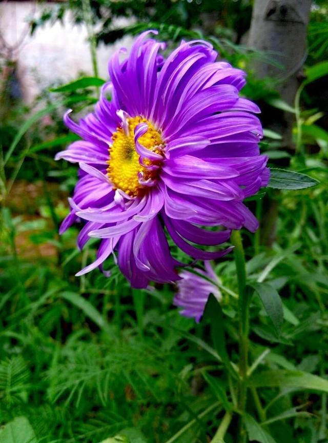 翠菊开花多，很多人大量种植，怎么养得好，原来也有小技巧