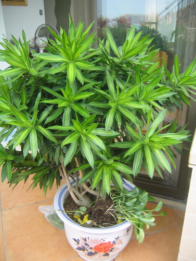 家里养上5种“竹”，吉祥“好运”，清雅大气，添福又添丁