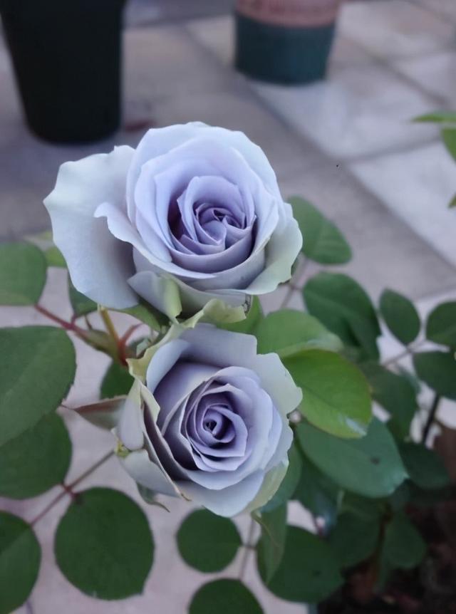 大咖分享 | 蓝色花境植物有那些？