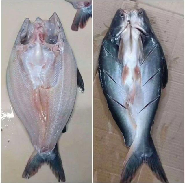 超市卖几块1斤的“龙利鱼”，打折也别多买，懂行的人几乎不吃