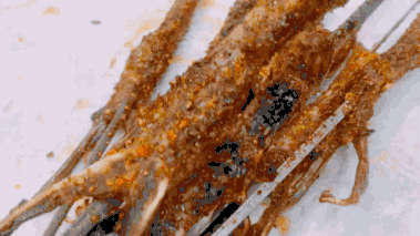 烤焦的肉吃了会致癌吗？还有烧烤为啥那么香！