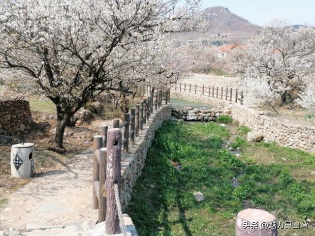 「旅行柚子君」青岛西海岸新区铁橛山下樱花盛开