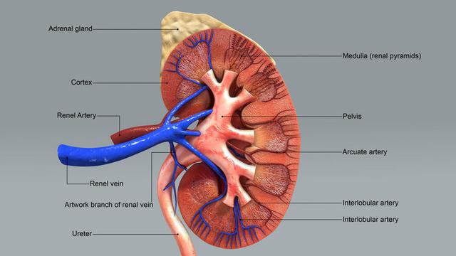 为什么尿毒症患者越来越多？医生劝说：4种食物少碰，肾会感谢你