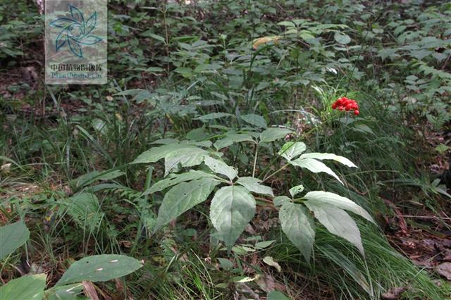 神农本草图经，薯蓣 菊花 甘草 人参 石斛 石龙芮