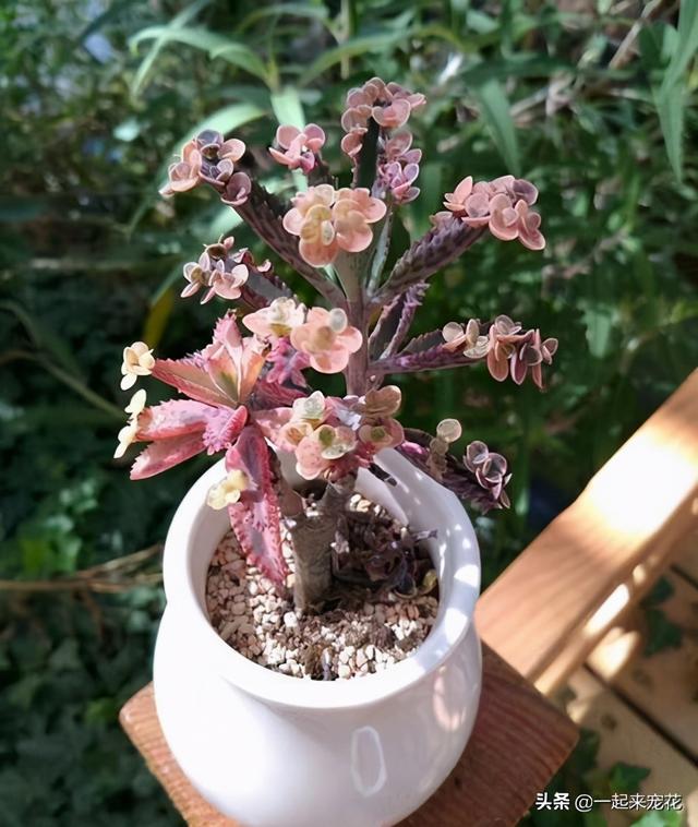 5种强悍多肉，丢花盆里养半年，轻松长满盆，适合新手