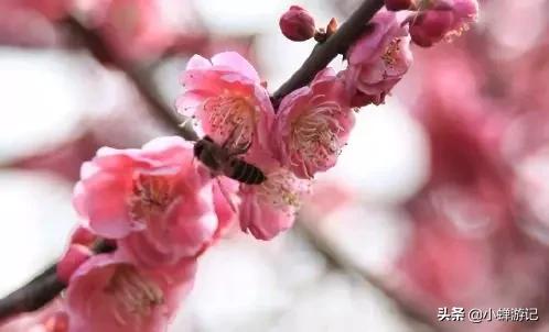 旅行柚子君@阳春三月的长沙-橘子洲梅花已盛开粉嫩而艳，浓浓香味引蜜蜂嬉戏