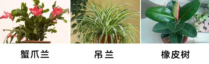「你的育儿经」一盆绿植竟让孩子踏入“鬼门关”！这些植物有毒，别养
