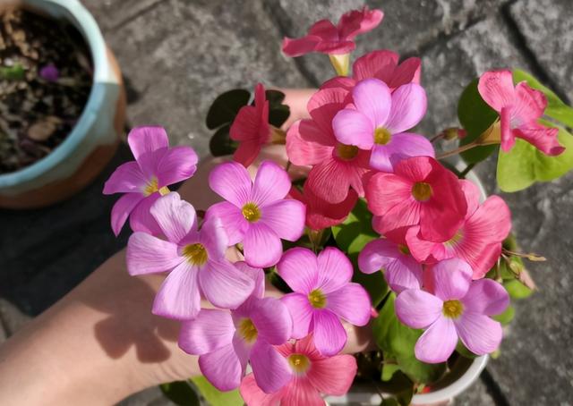 3种植物即将开花，花量大还特美丽，不入手很可惜