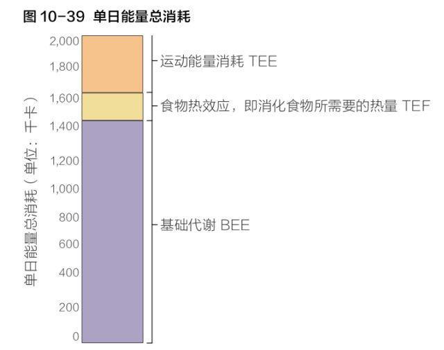 基础代谢率|女性保持体重的关键——能量代谢