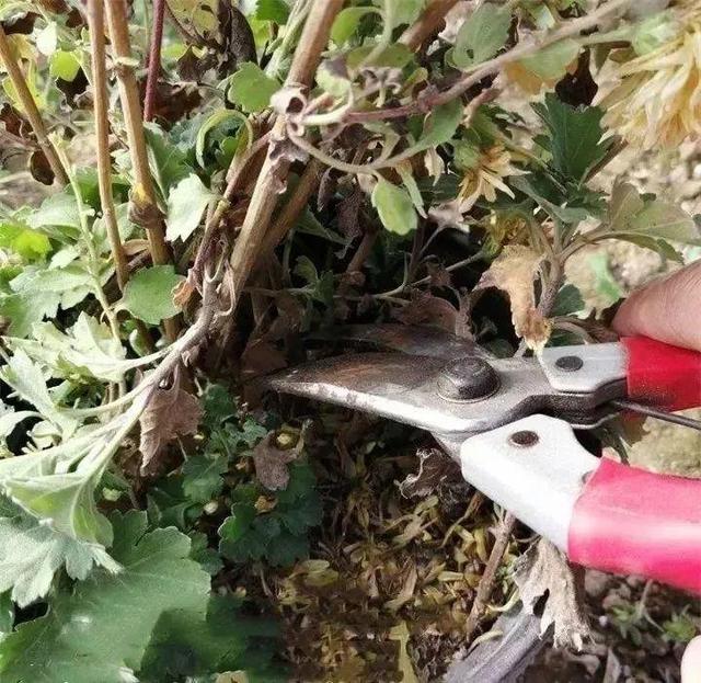 逛花市去捡漏，买了一堆长寿花，拿回来竟然全活了