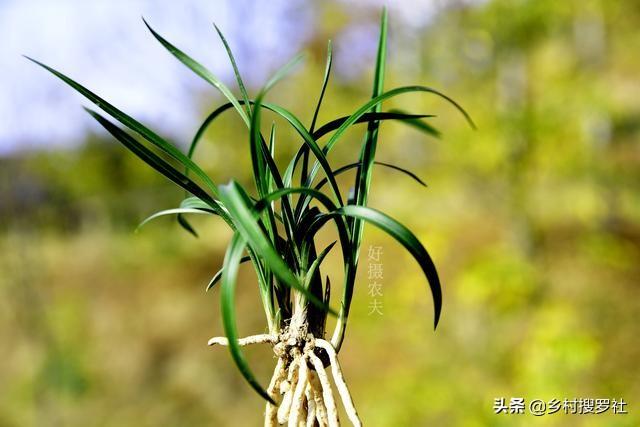 兰花最怕什么水？记住这6种水不要用，兰花浇水不会错