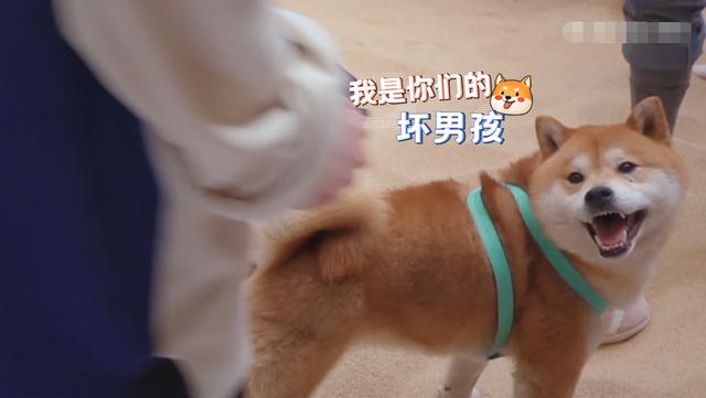 郑爽/柳岩吐槽女演员对年龄的敏感,夸赞费启鸣讲土味情话超自然9号放映厅