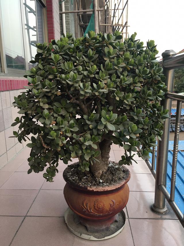 冬天就养耐阴花，没光也能开爆盆，扔角落自己疯长