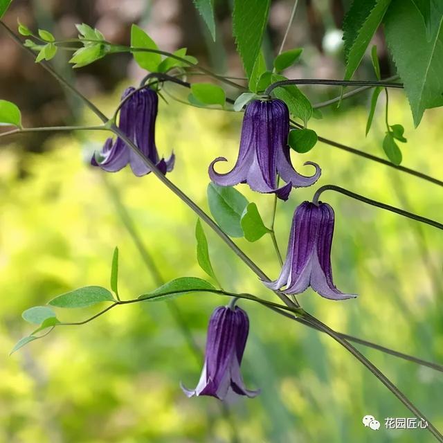 硬核开花机器，“铁线莲”来袭，绝对撞击你的心灵