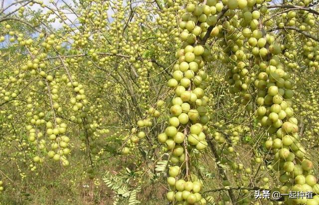 长在树上的“青葡萄”，俗称“油金子”，又苦又酸涩有人却很爱吃