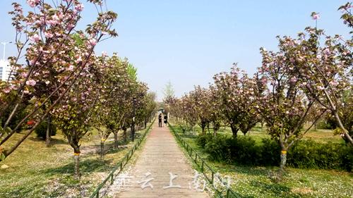 「约吗旅行」南阳白河湿地公园樱花盛开 市民纷纷赏花游玩