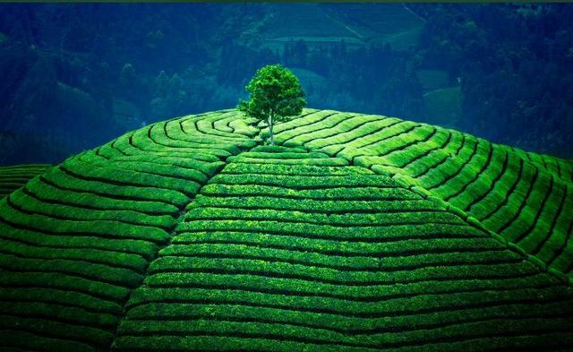 【旅行百事通】中国最美30座茶园之一！一个人承包一片山头？疫情结束一起来采茶