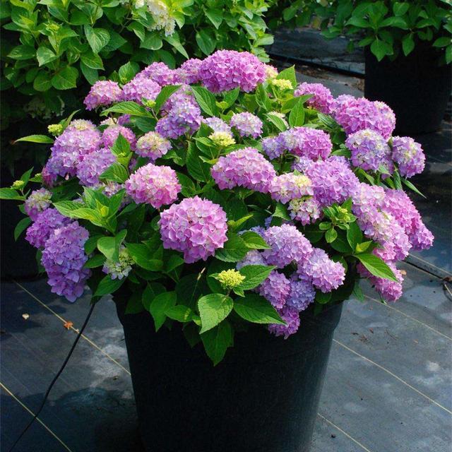 根系|花卉上盆后，什么时候浇定根水？怎样浇？