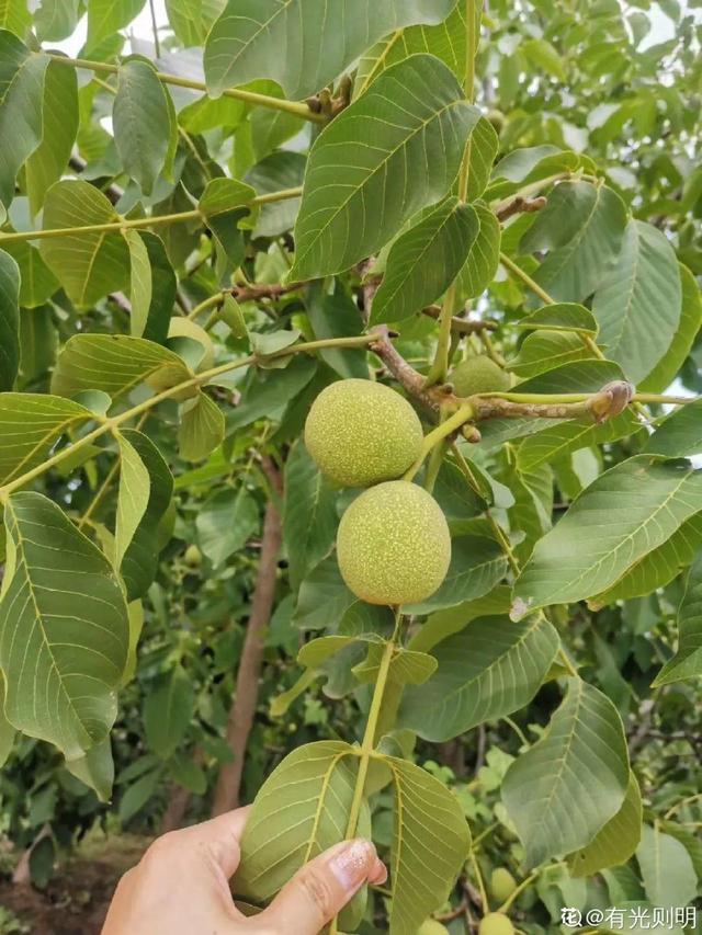 花盆里挖出的鳞茎，长得像虫子，原来是“大补之物”