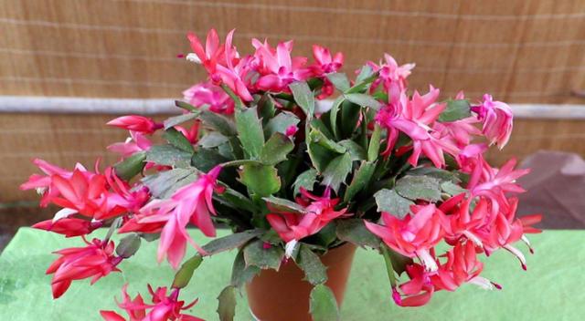 12月蟹爪兰要开花，4件“小事”不要做，否则直接落花苞