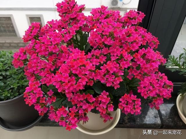 秋冬养长寿花，掌握3个技巧，开花真带劲，40天催出满枝花苞