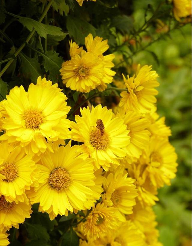 神农本草图经，薯蓣 菊花 甘草 人参 石斛 石龙芮