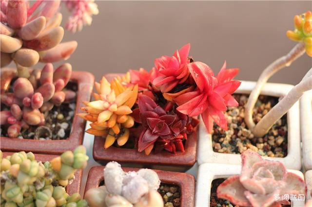 多肉什么时候最美，每个地方可能都不太一样