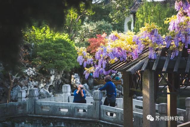 『玩乐足迹』去打卡！苏州园林紫藤花开，如梦的人间四月天来啦~