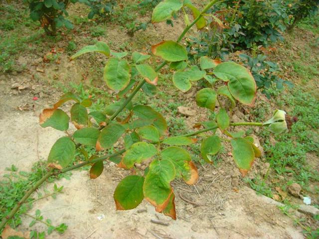 6种易遭真菌迫害的植物，有这几种花的，平时养护可得注意了