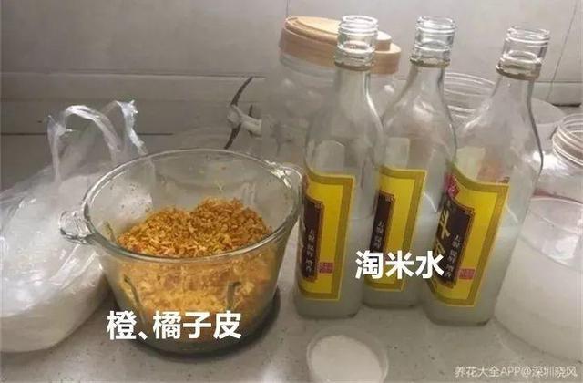 甲硝唑|淘米水加点料，没有异味，肥效能翻10倍，养啥花都旺